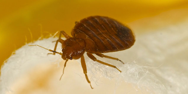 free bed bug removal quotes online
