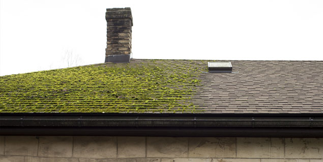 average roof moss removal costs in the UK