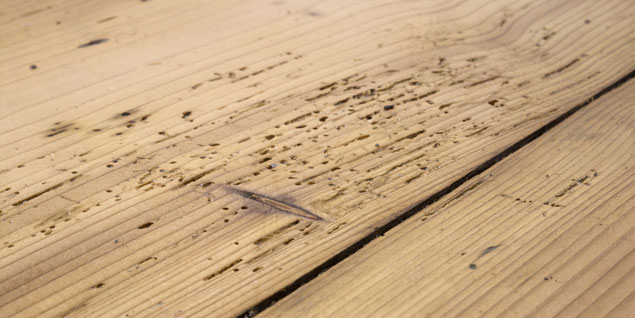 average woodworm treatment costs